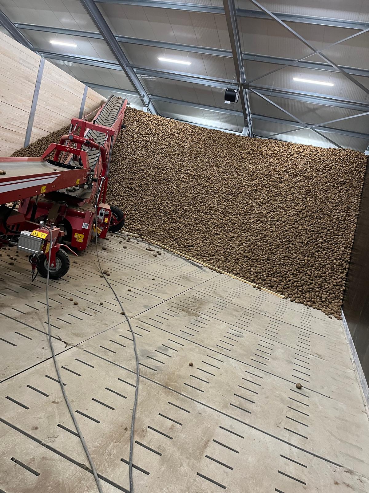 Einlagerung der Kartoffeln mit Förderband im Lager