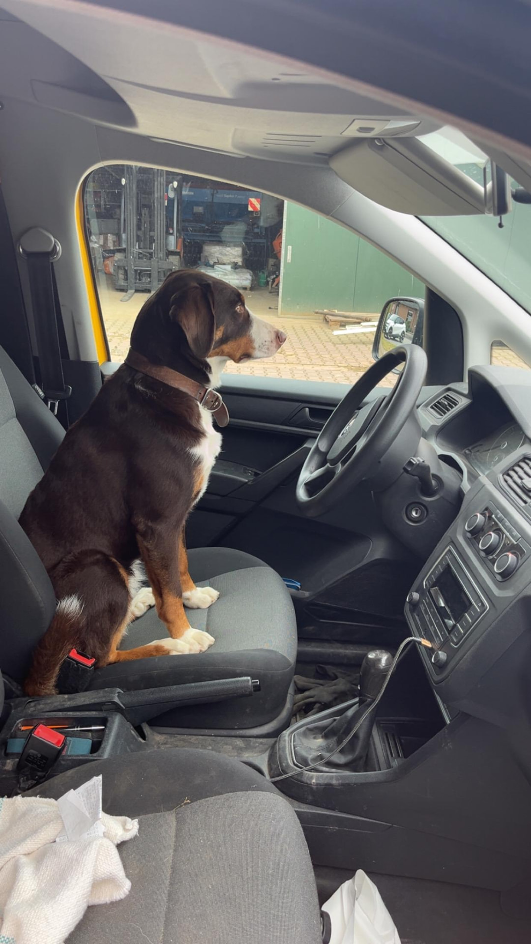 Hofhund sitzt auf dem Beifahrersitz des Betriebsfahrzeugs