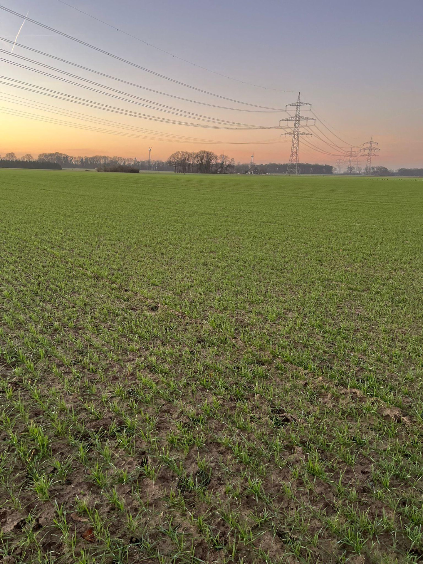 Junger Weizenbestand im Abendlicht