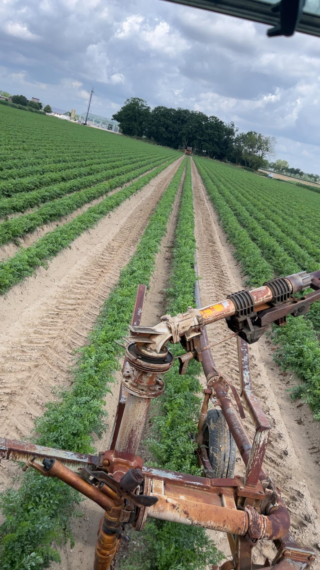 Beregnung eines Möhrenfeldes mit Rohrleitung